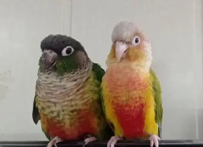 دوعدد گرین چیک|پرنده|مشهد, رضاییه|دیوار