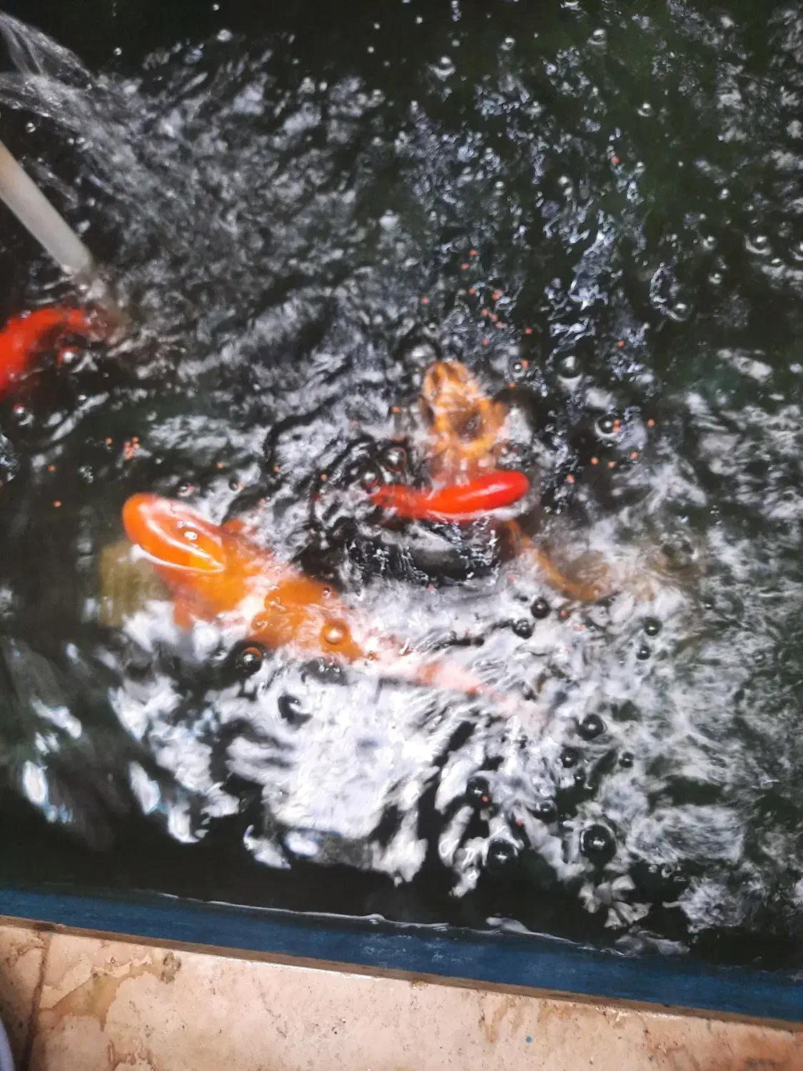 فروش ماهی کویی ماهی تربیت شده اهلی سالم|ماهی|یزد, |دیوار