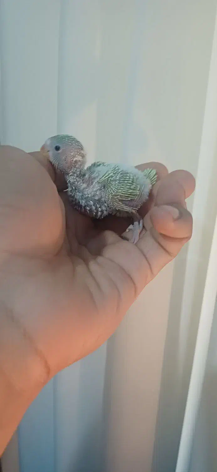 جوجه مرغ عشق|پرنده|انبارآلوم, |دیوار