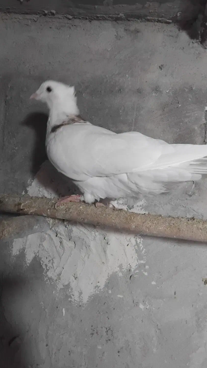 کبوتر طوقی|پرنده|کوهدشت, |دیوار