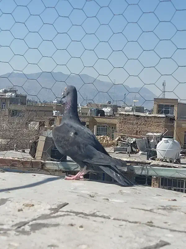 پلاکی ماده|پرنده|مرودشت, ابوذر شمالی‎|دیوار