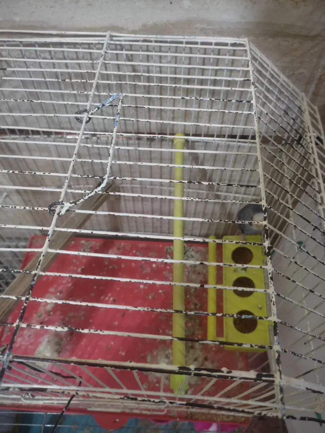 مرغ عشق نر|پرنده|خرمشهر, |دیوار