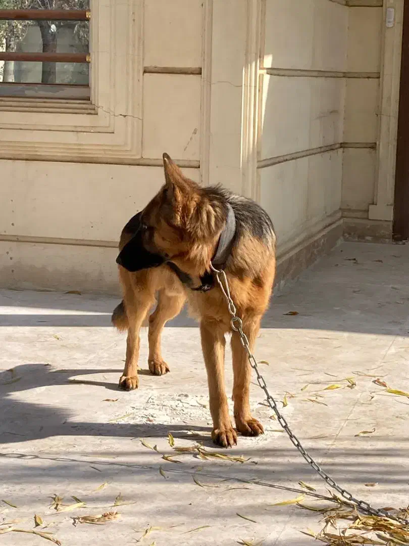 سگ ژرمن اصیل|سگ|چهارباغ, |دیوار