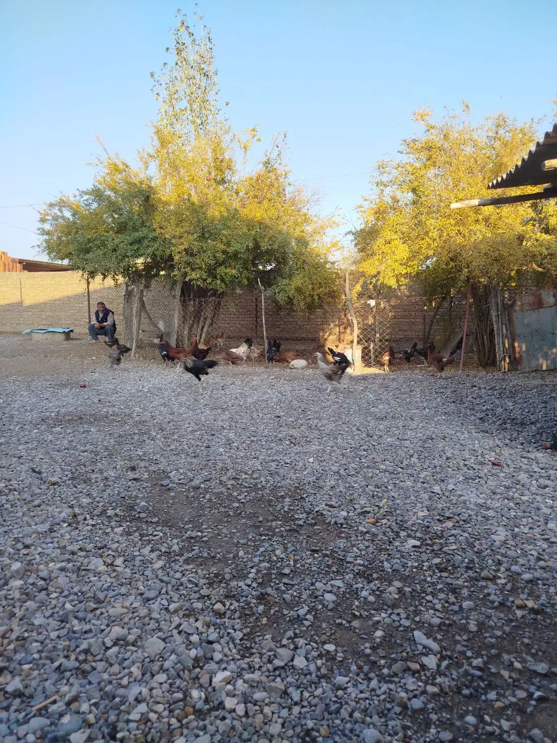 مرغ محلی فروشی|حیوانات مزرعه|انبارآلوم, |دیوار