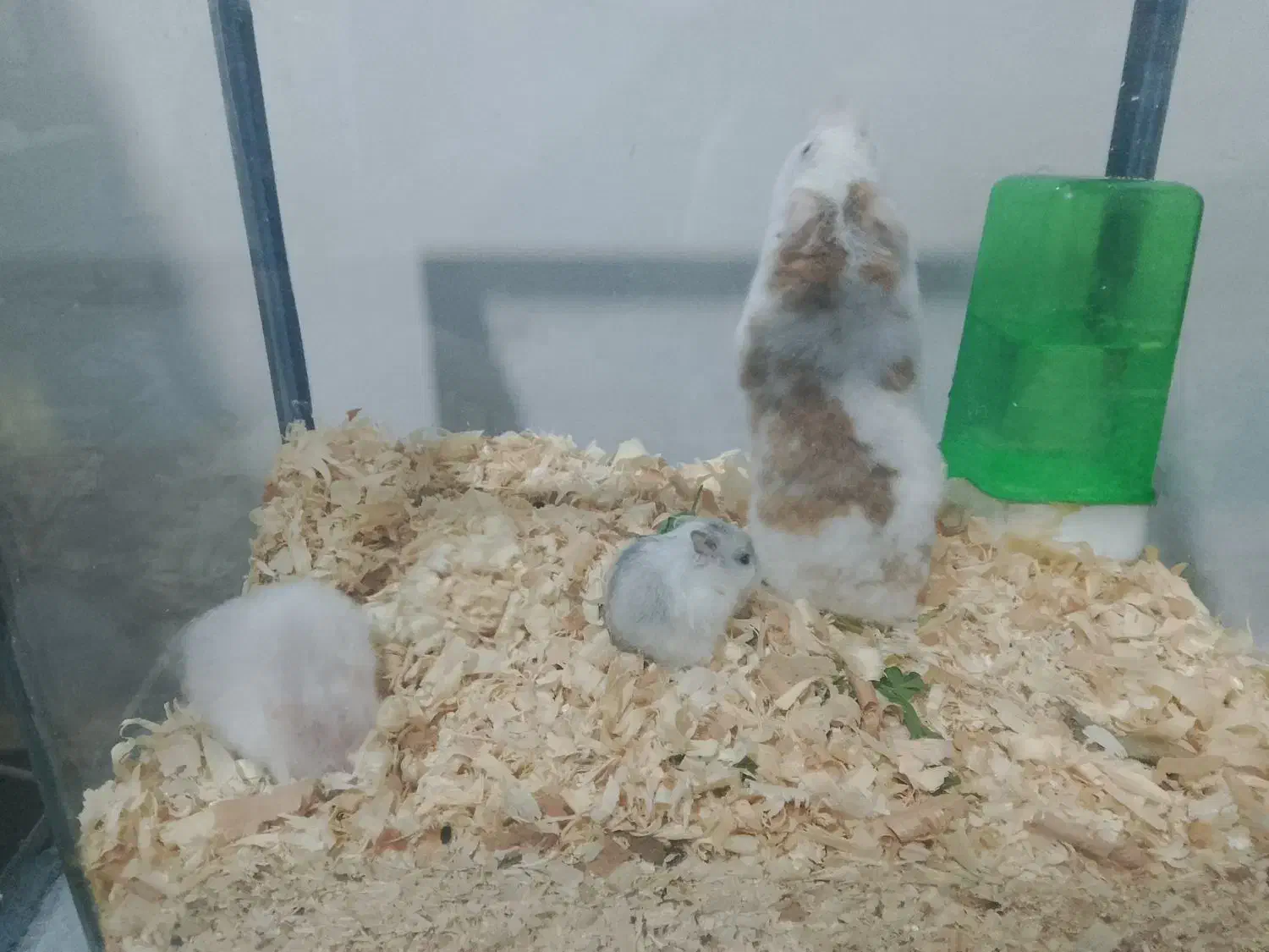 همستر|موش و خرگوش|شیراز, سلطان آباد|دیوار