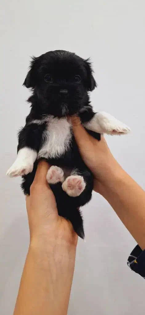 واگذاری شیتزو|سگ|رشت, کوی مهر|دیوار