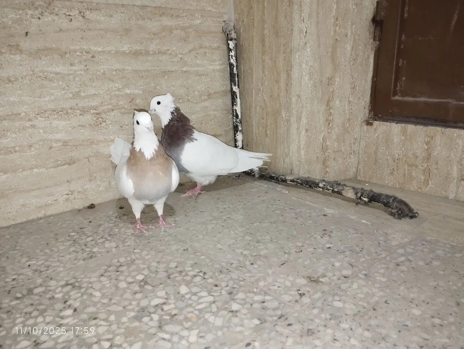 طوقی|پرنده|اصفهان, سودان|دیوار