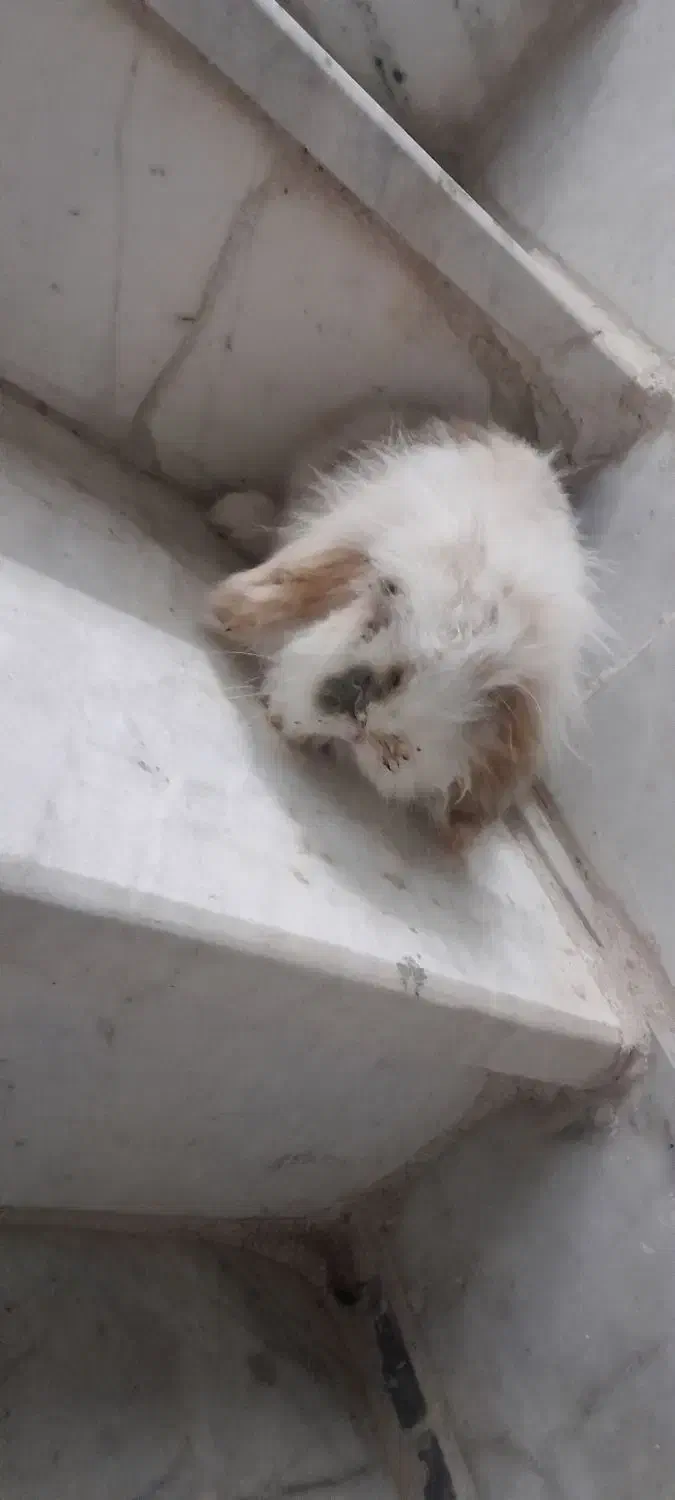 خرگوش لوپ نر بالغ|موش و خرگوش|سبزوار, پاسداران|دیوار