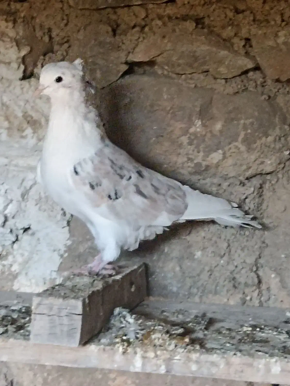 کبوتر دوکت|پرنده|سیسخت, |دیوار