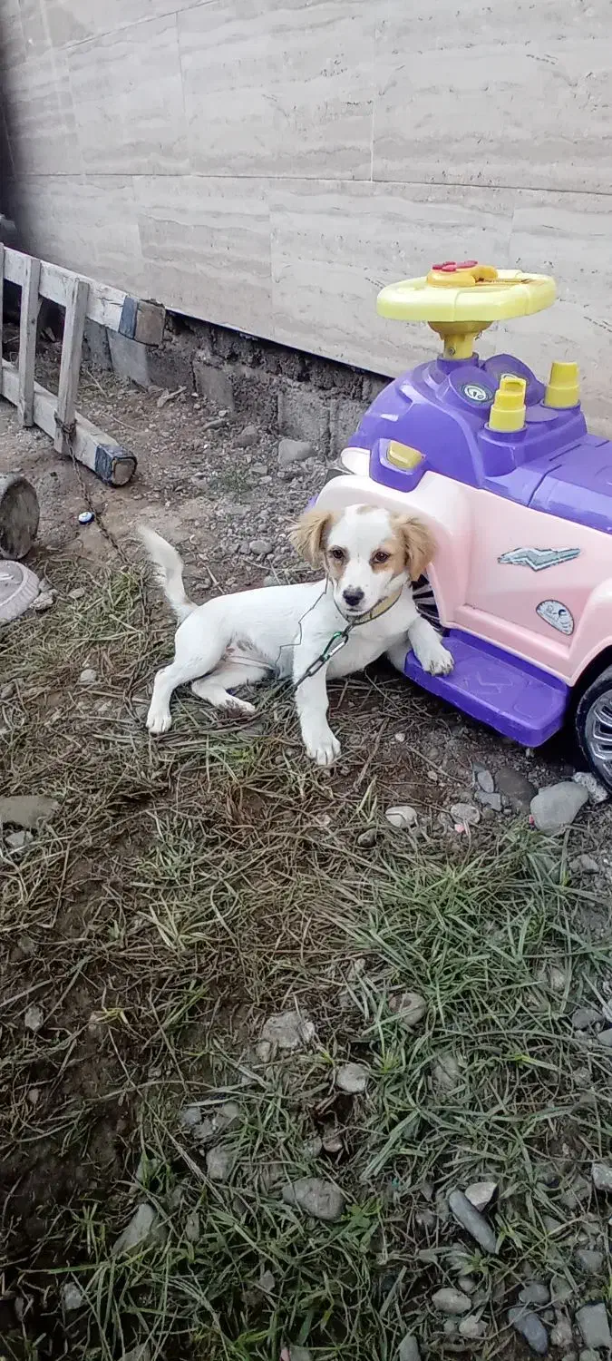 سگ پا کوتاه اشپیز|سگ|کوچصفهان, |دیوار