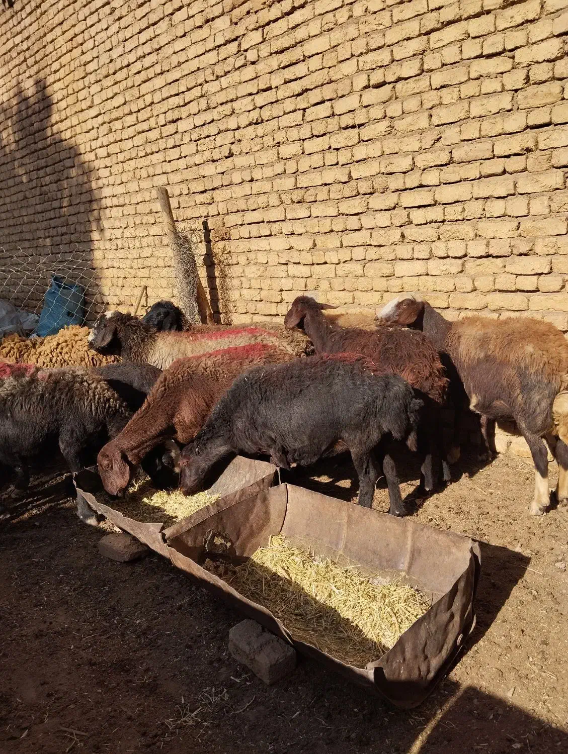 میش غزل افشار|حیوانات مزرعه|زنده رود, |دیوار