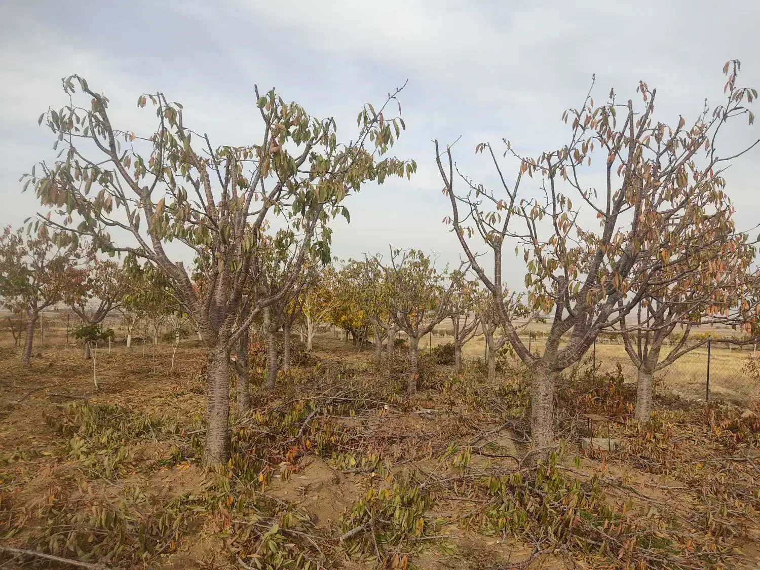 هرس پاییزه باغات|خدمات باغبانی و درختکاری|دهگلان, |دیوار