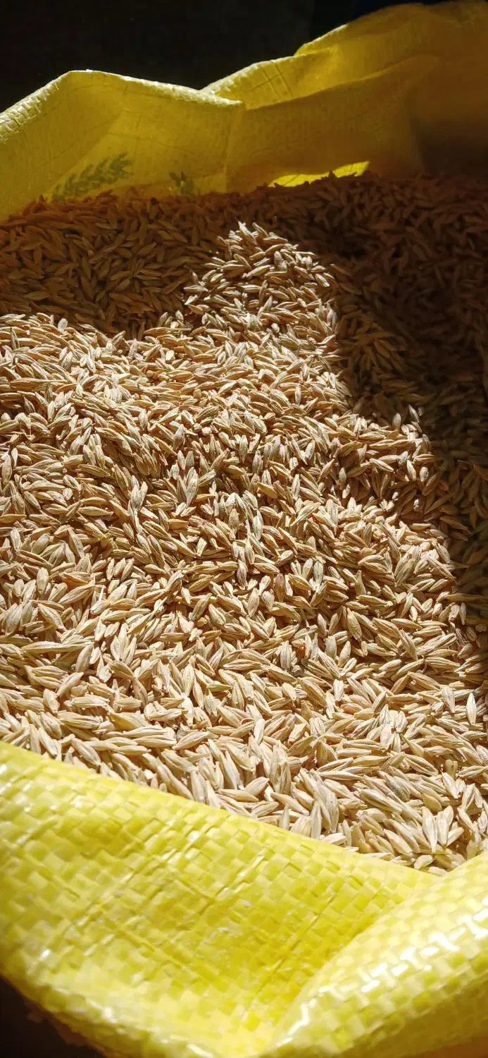 جو آبی جلگه بوجاری و حال خود|خدمات باغبانی و درختکاری|کبودرآهنگ, |دیوار