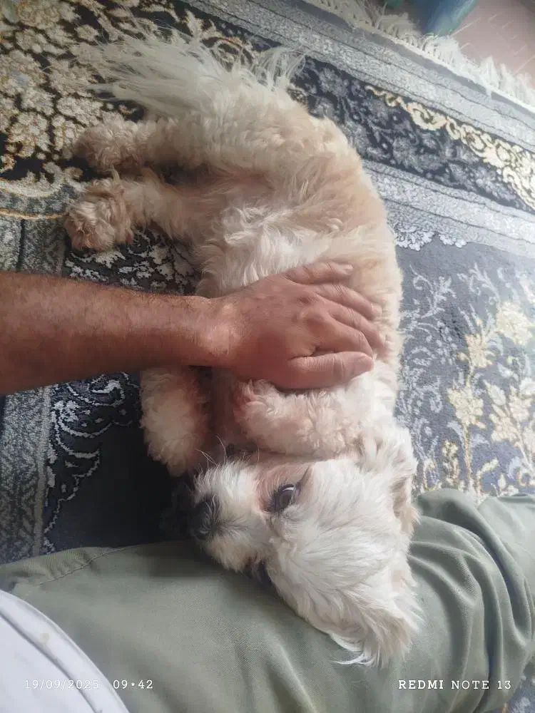 گمشده شهر ساوه قائم 15|سگ|قم, پردیسان|دیوار