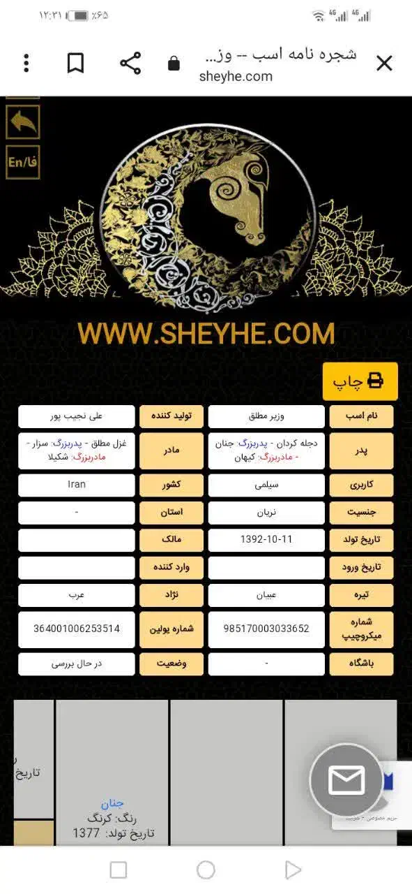فروش فوری اسب اصیل|اسب و تجهیزات اسب‌سواری|تهران, پاسداران|دیوار