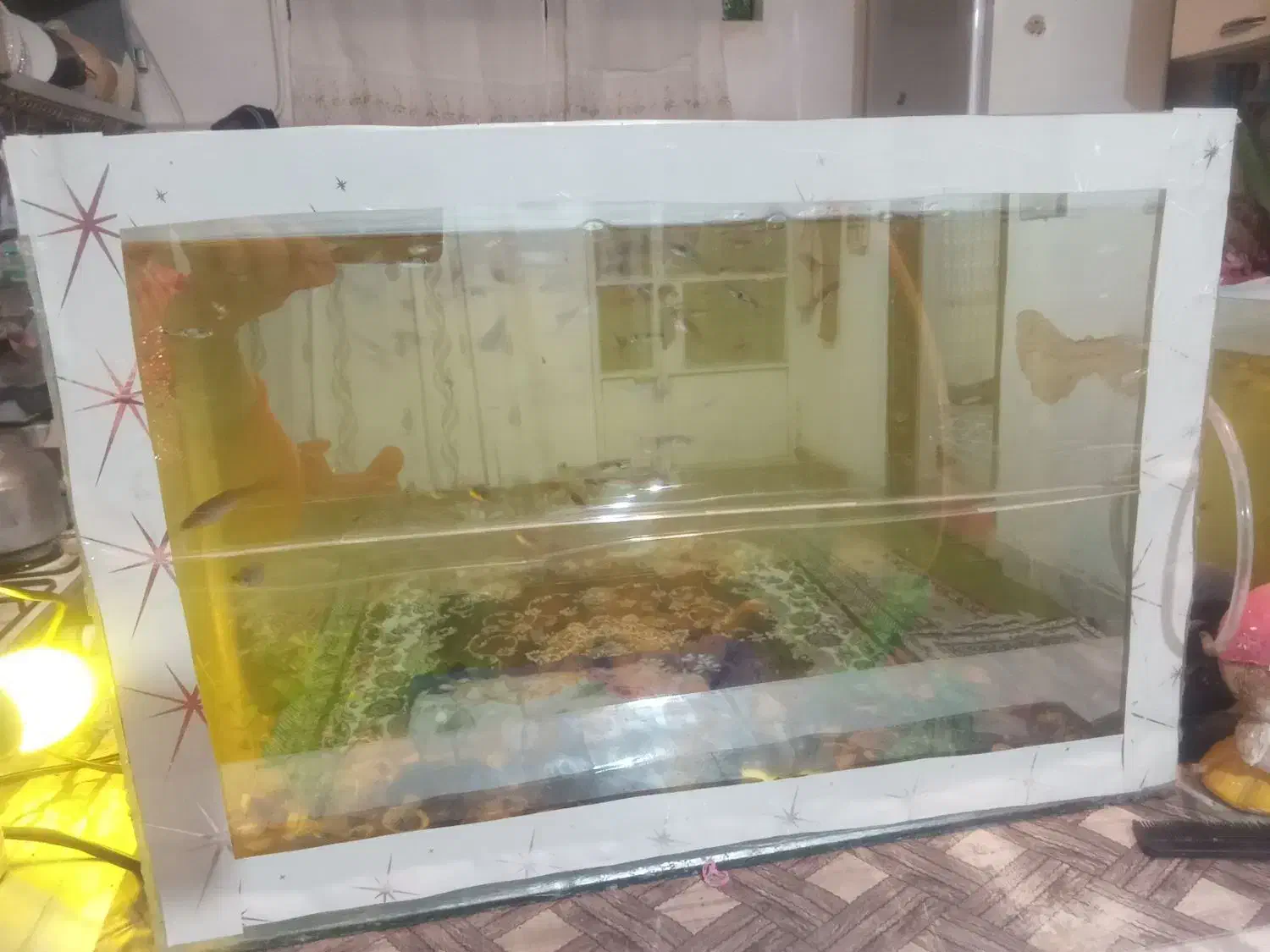 آکواریوم باماهی|ماهی|چناران, |دیوار