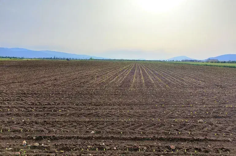 زمین کشاورزی به متراژ سه هکتار با آب چاه عمیق|فروش دفتر صنعتی، کشاورزی، تجاری|سراب, |دیوار
