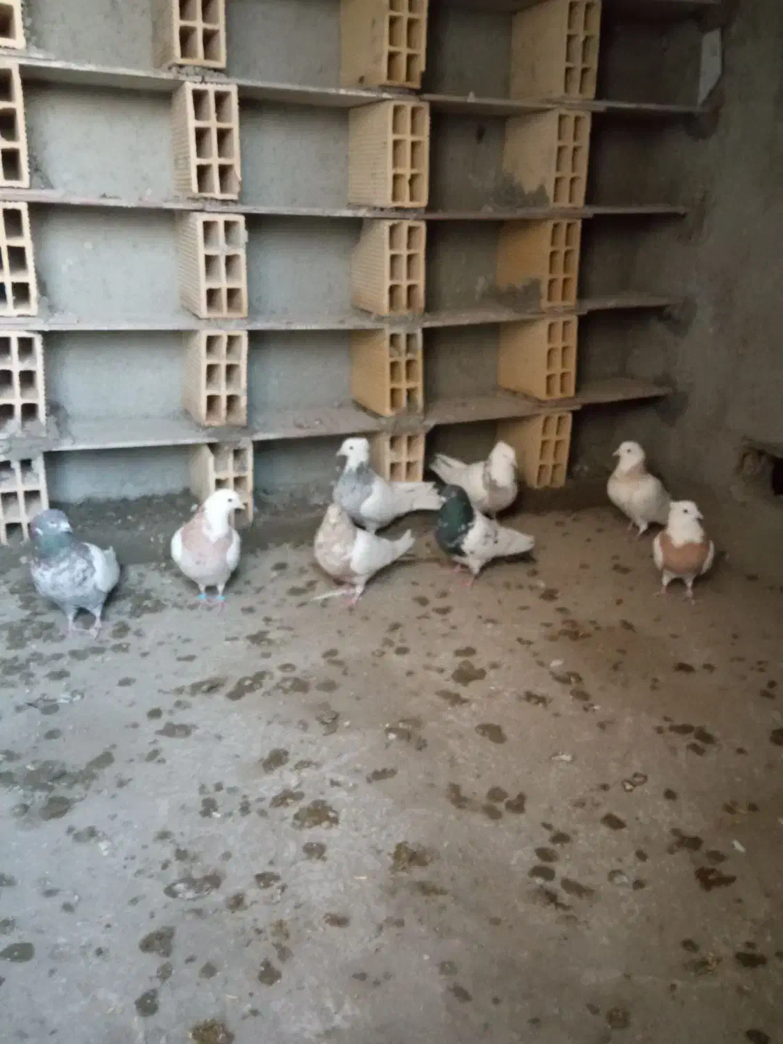 چند عدد کفتر طوقی کله دار|پرنده|کبودرآهنگ, |دیوار