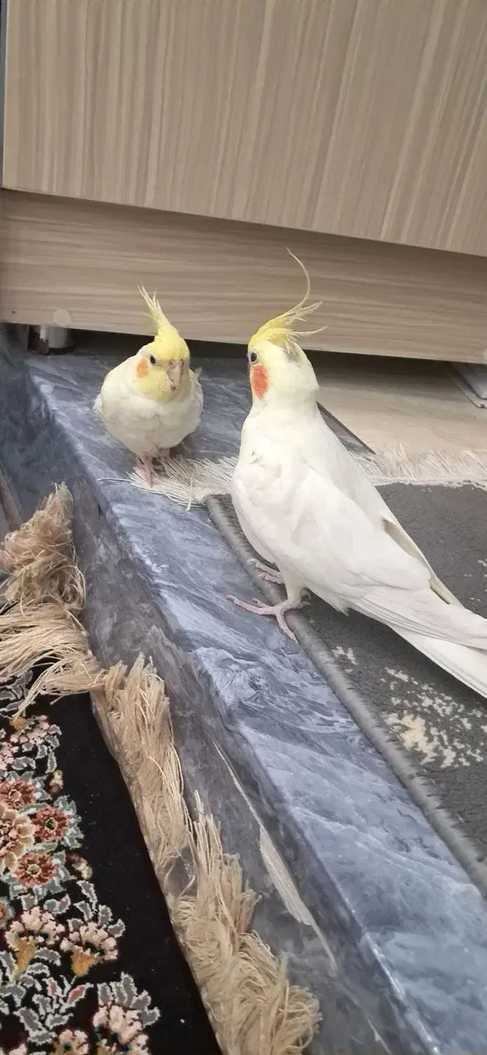 عروس هلندی|پرنده|ابهر, |دیوار