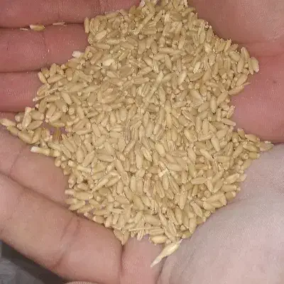 گندم|عمدهفروشی|زاغه, |دیوار