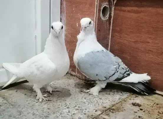 جفت کبوتر بلژیکی نوک موش سینه فر کاکلی پرپا|پرنده|دزفول, |دیوار