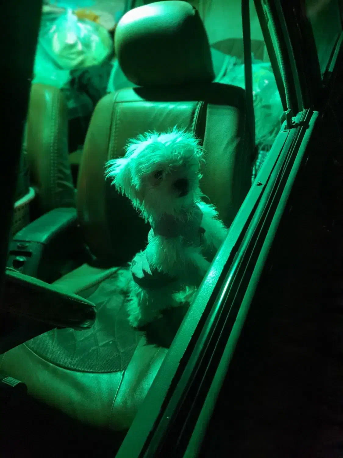 سگ‌قشنگ‌وشیتزو کره.سالم‌زیبا‌ ‌هفت‌  تومن‌ .|سگ|یزد, |دیوار