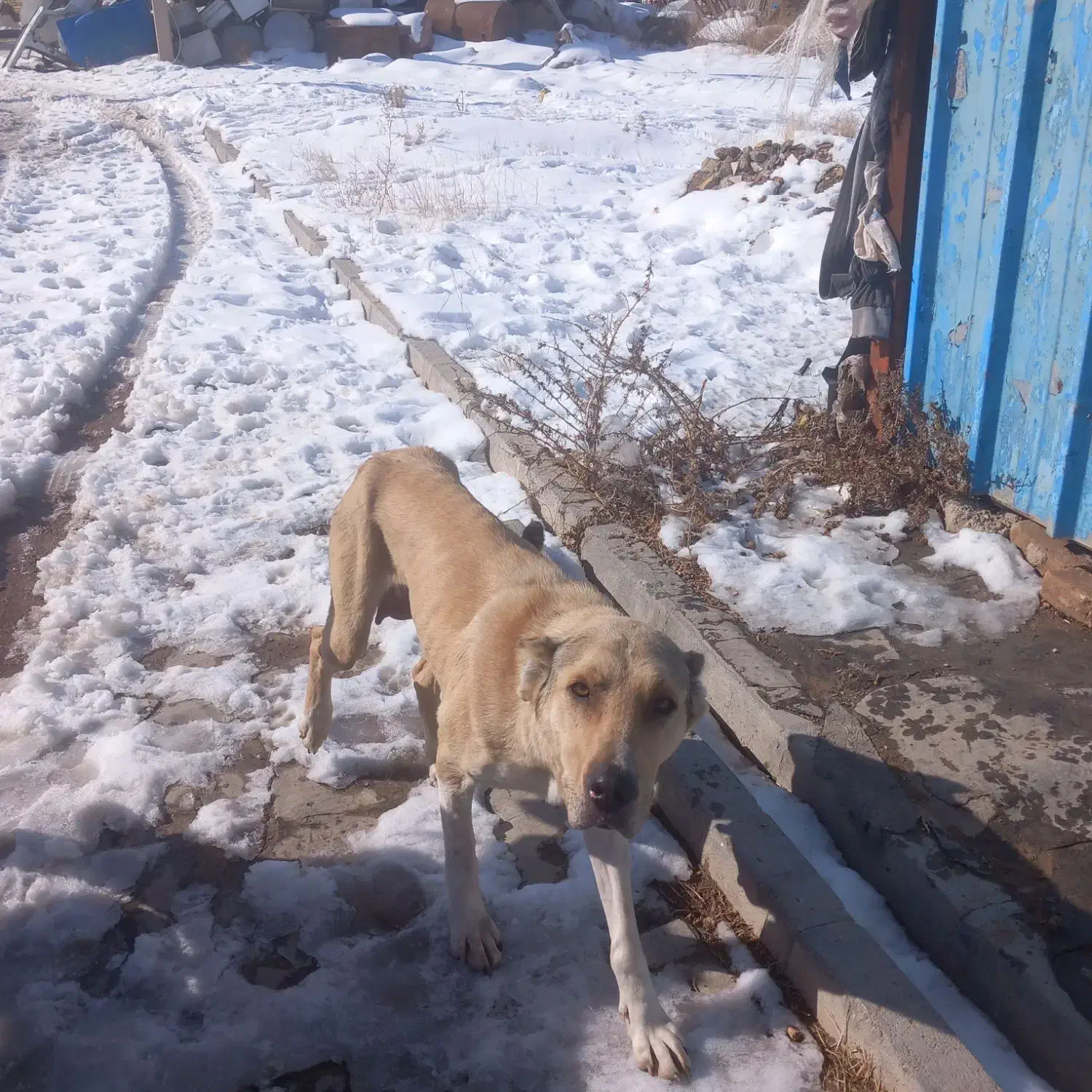 سگ سراب|سگ|ابهر, |دیوار