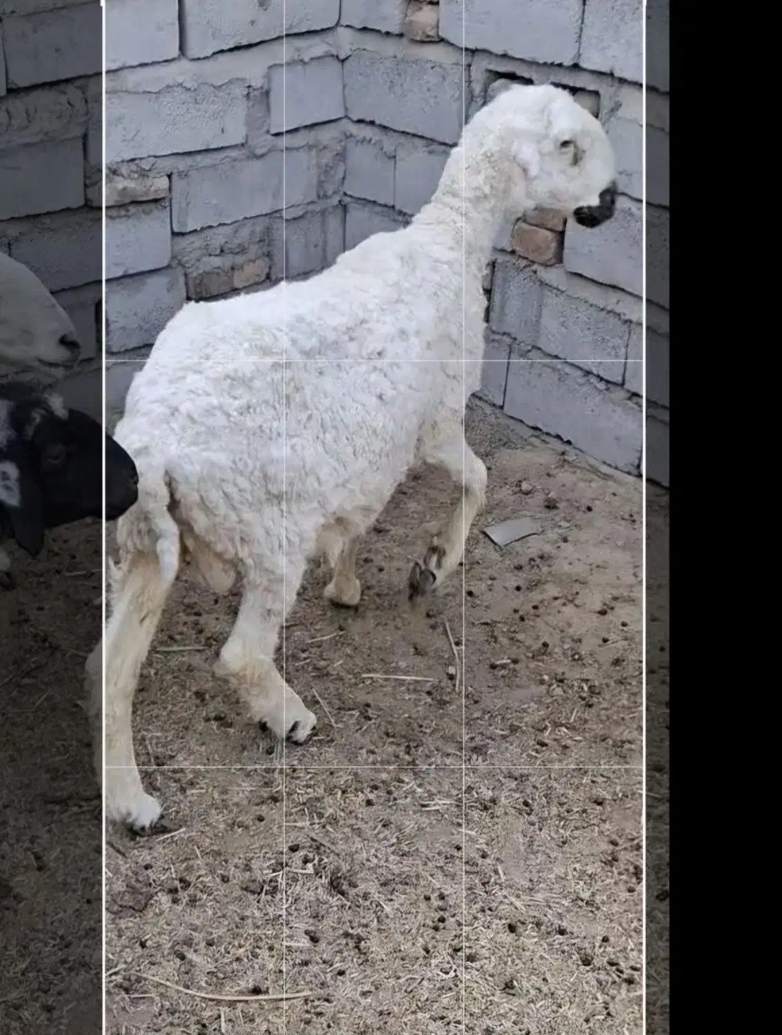 گوسفند مری لطوکو|حیوانات مزرعه|زاهدان, |دیوار