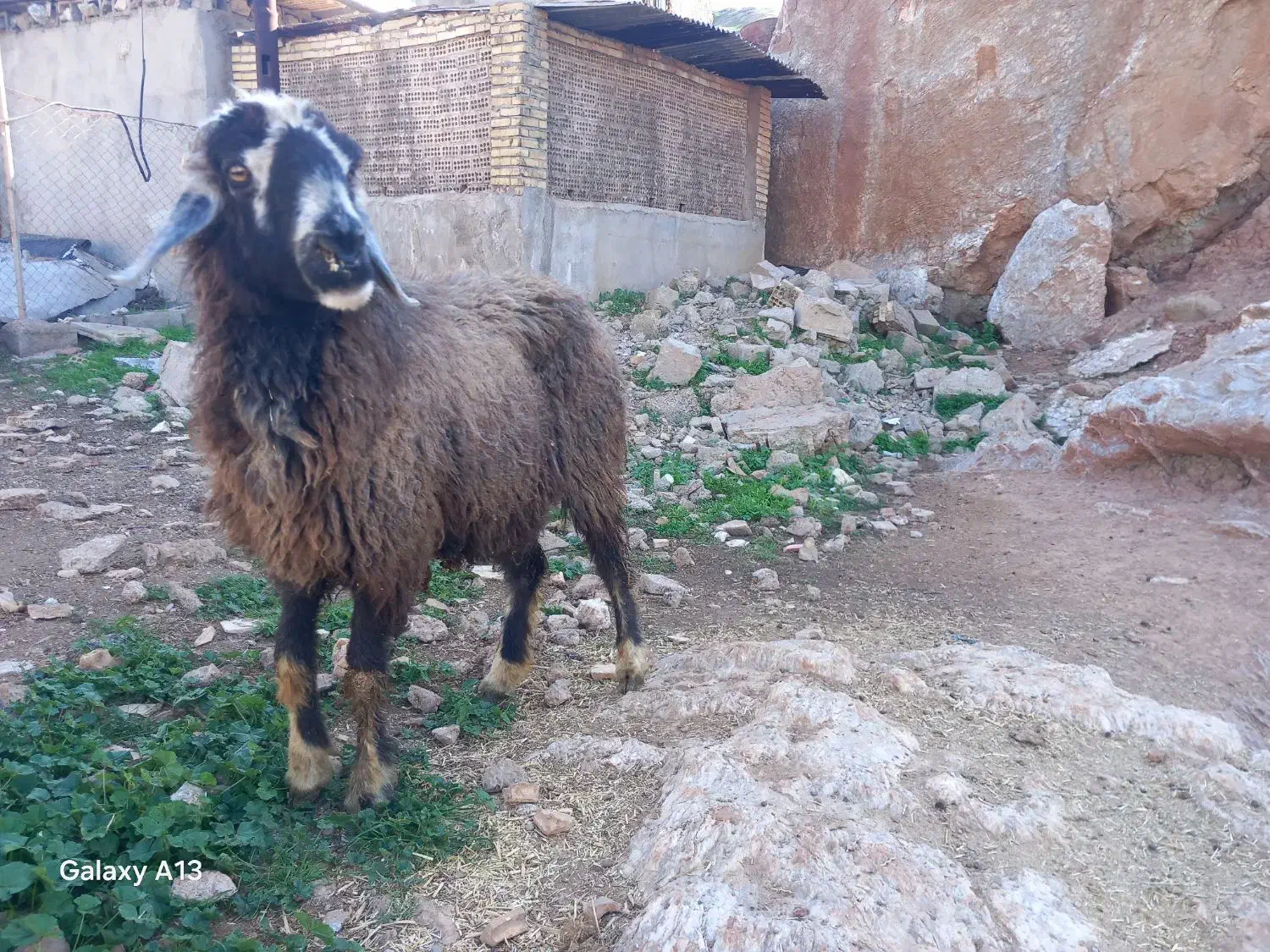 میش ۱۲میلیون|حیوانات مزرعه|مسجد سلیمان, |دیوار