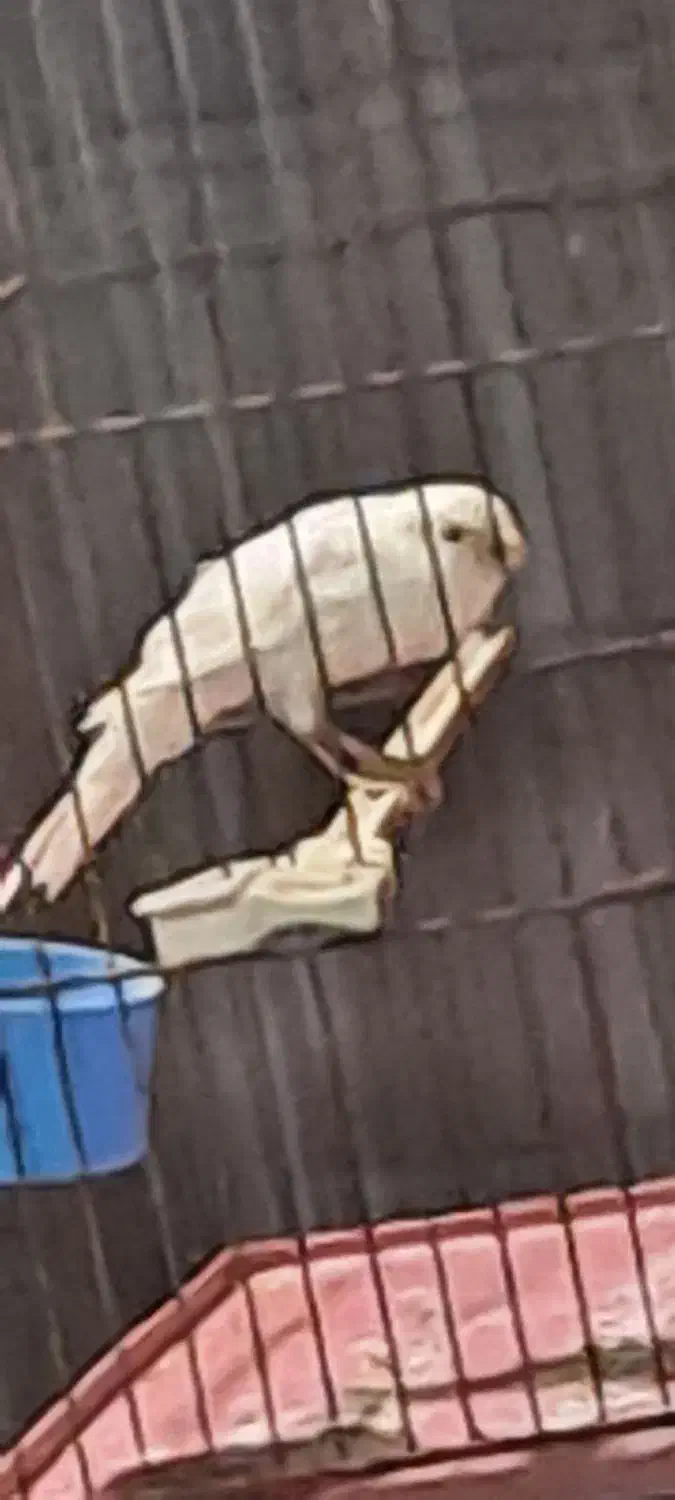 قناری نر|پرنده|شیراز, آبیاری|دیوار