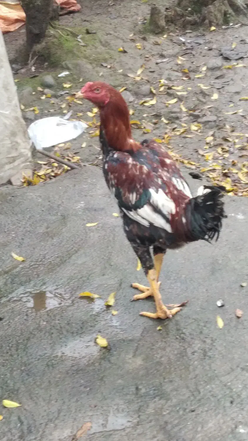 خروس|حیوانات مزرعه|سیاهکل, |دیوار