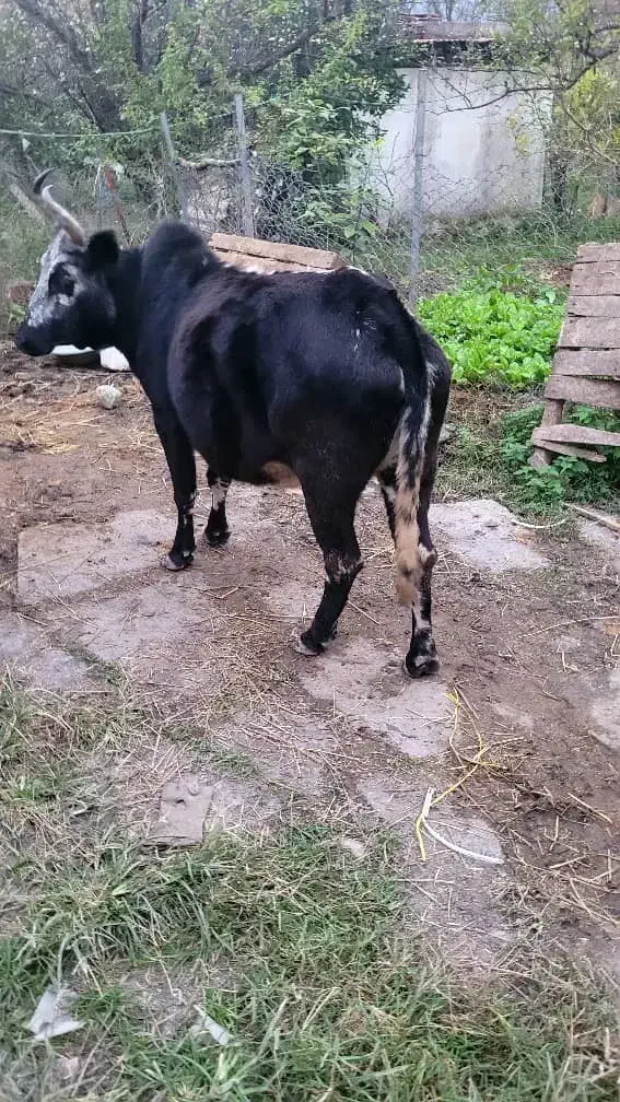 فروش گاو|حیوانات مزرعه|نوشهر, |دیوار