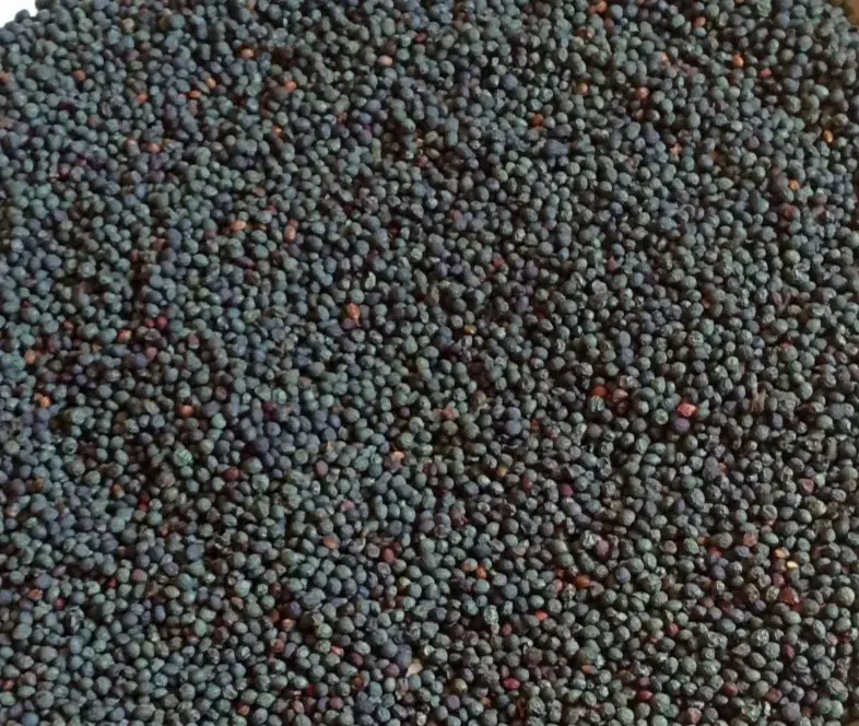 کلخونگ پسته کوهی|خوردنی و آشامیدنی|فولادشهر, C2|دیوار