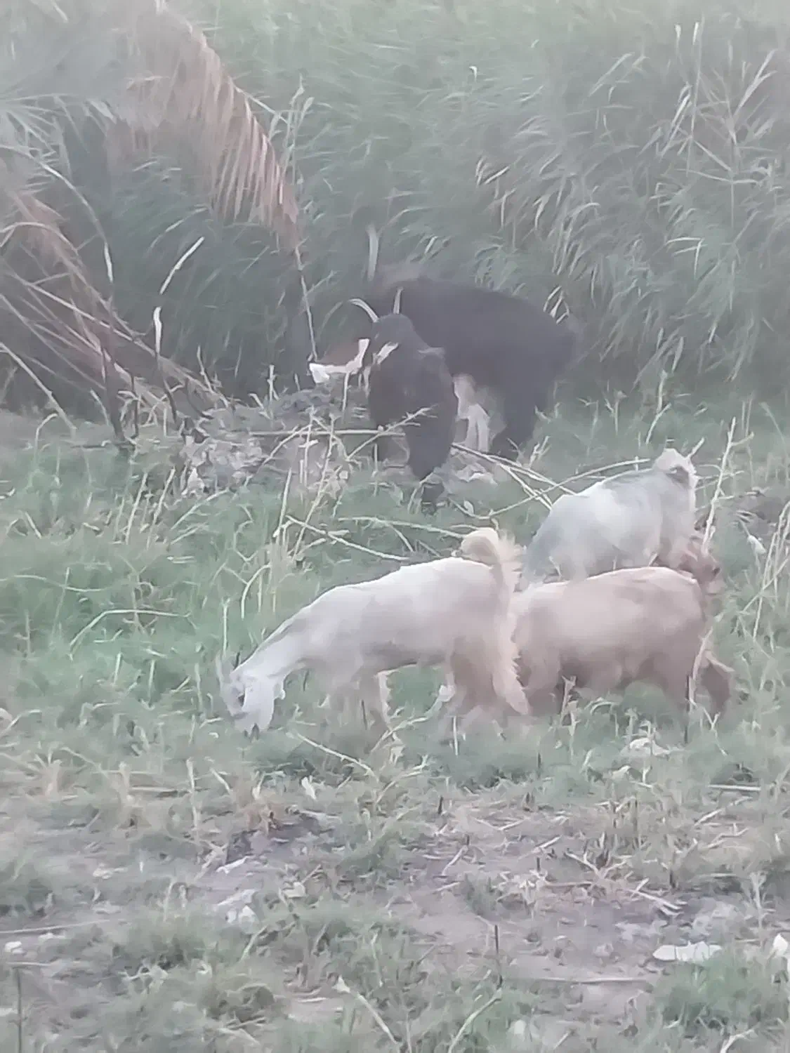 دو عدد کهره یک ساله|حیوانات مزرعه|دوگنبدان, |دیوار