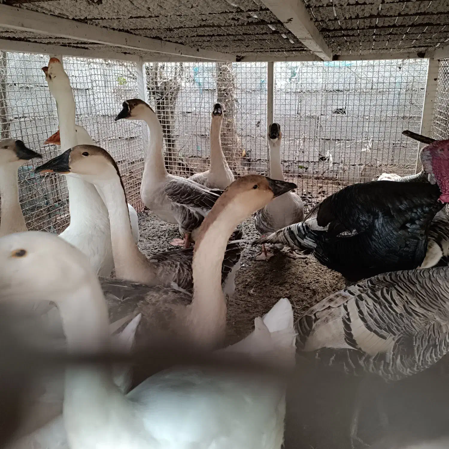 بوقلمون غو غاز|حیوانات مزرعه|ماسال, |دیوار