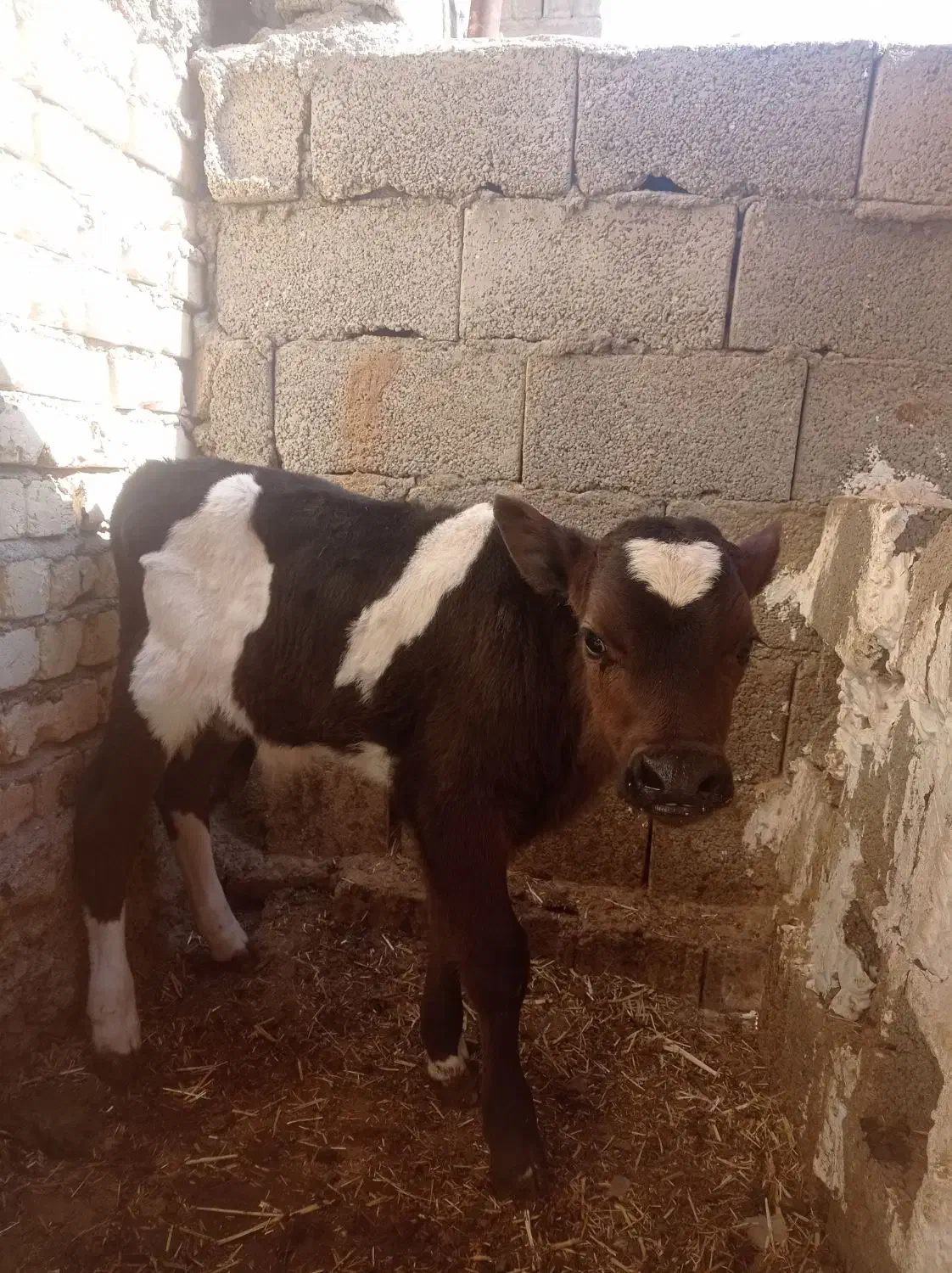 گوساله نر شیری ۲۵روزه|حیوانات مزرعه|خمینی‌شهر, |دیوار