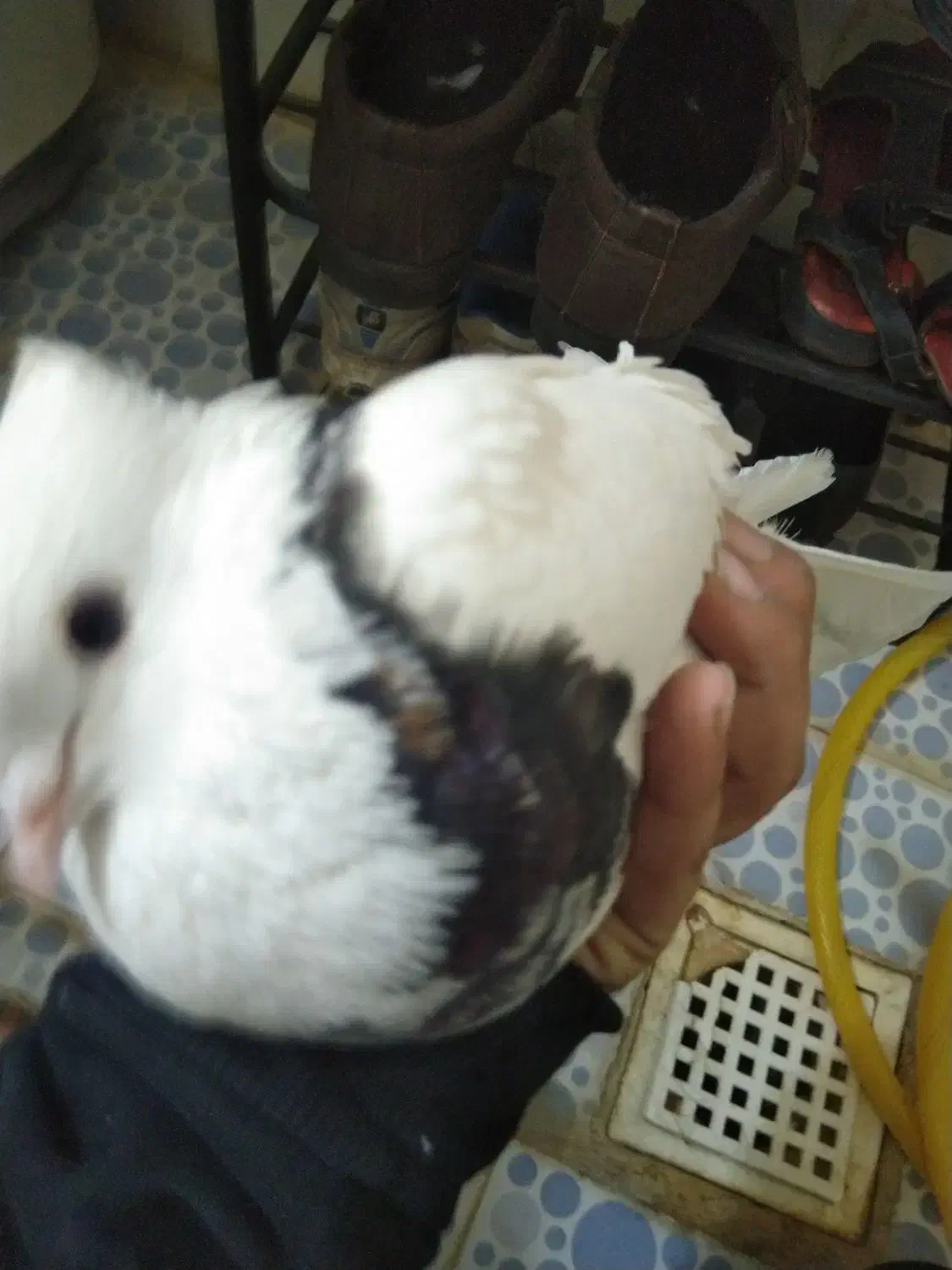 کبوتر رنگی|پرنده|ایذه, |دیوار