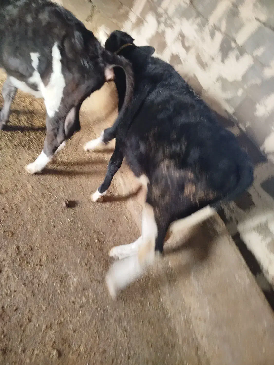 گوساله نر|حیوانات مزرعه|زاغه, |دیوار