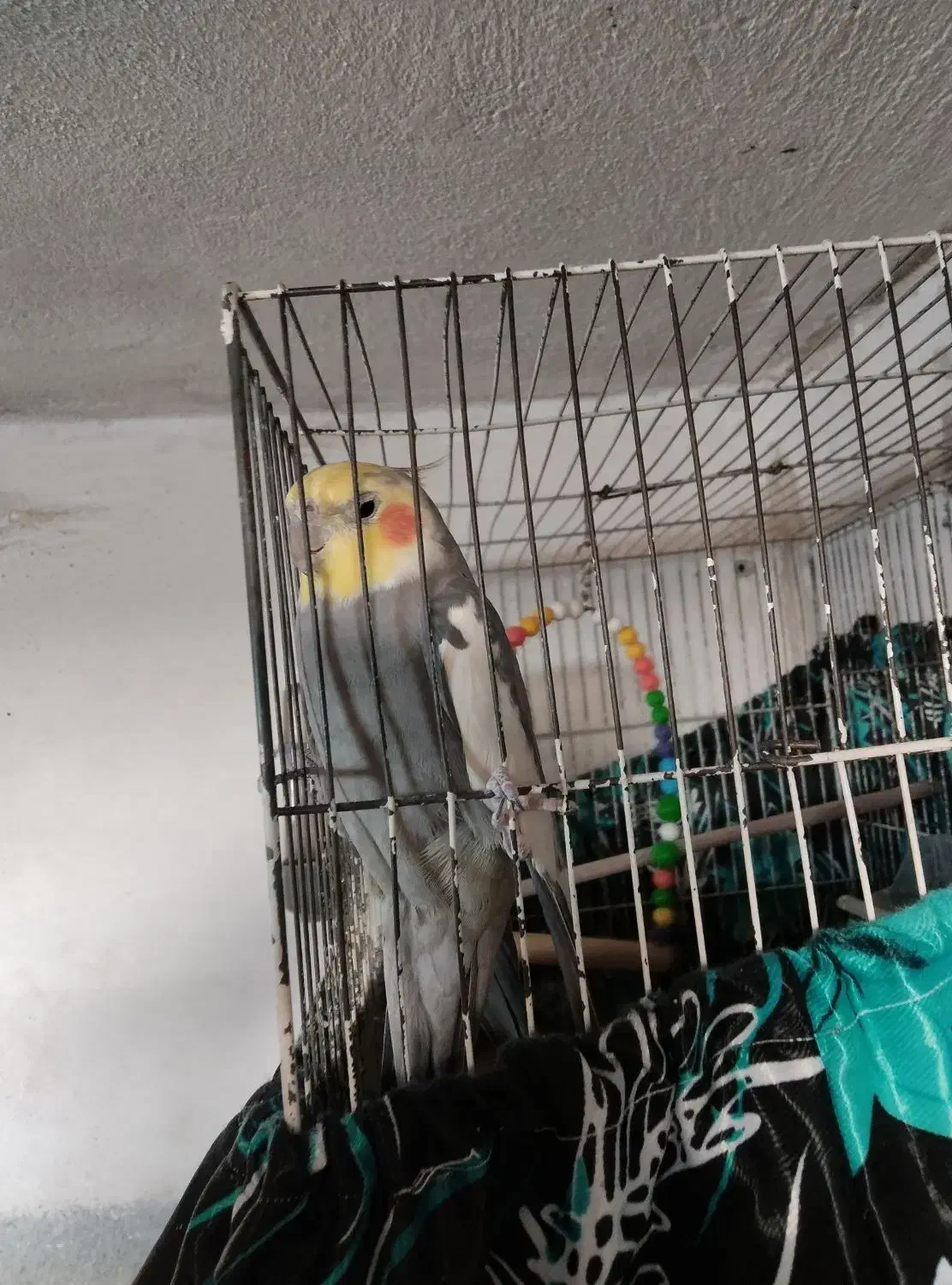 عروس سخنگو|پرنده|کرج, خرمدشت|دیوار