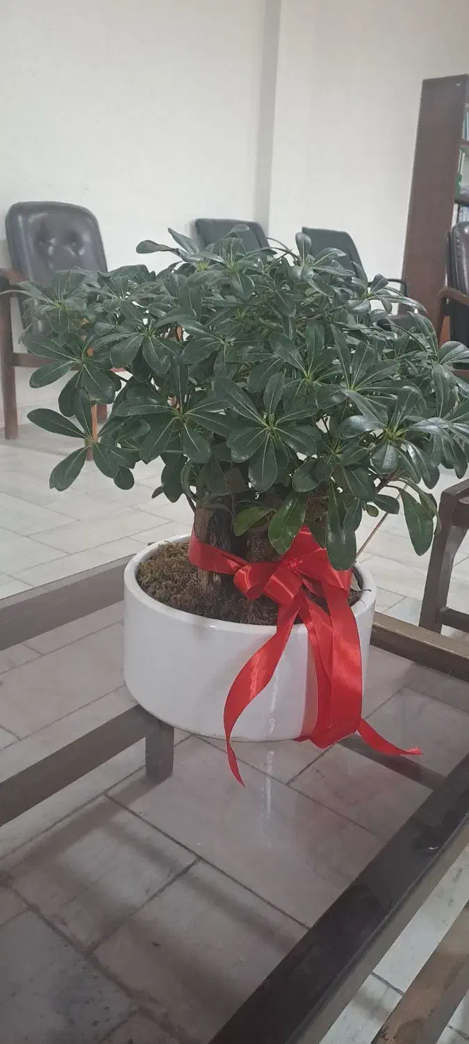 بنای شفلریا|گل و گیاه طبیعی|شهریار, شهرک اداری تندگویان|دیوار