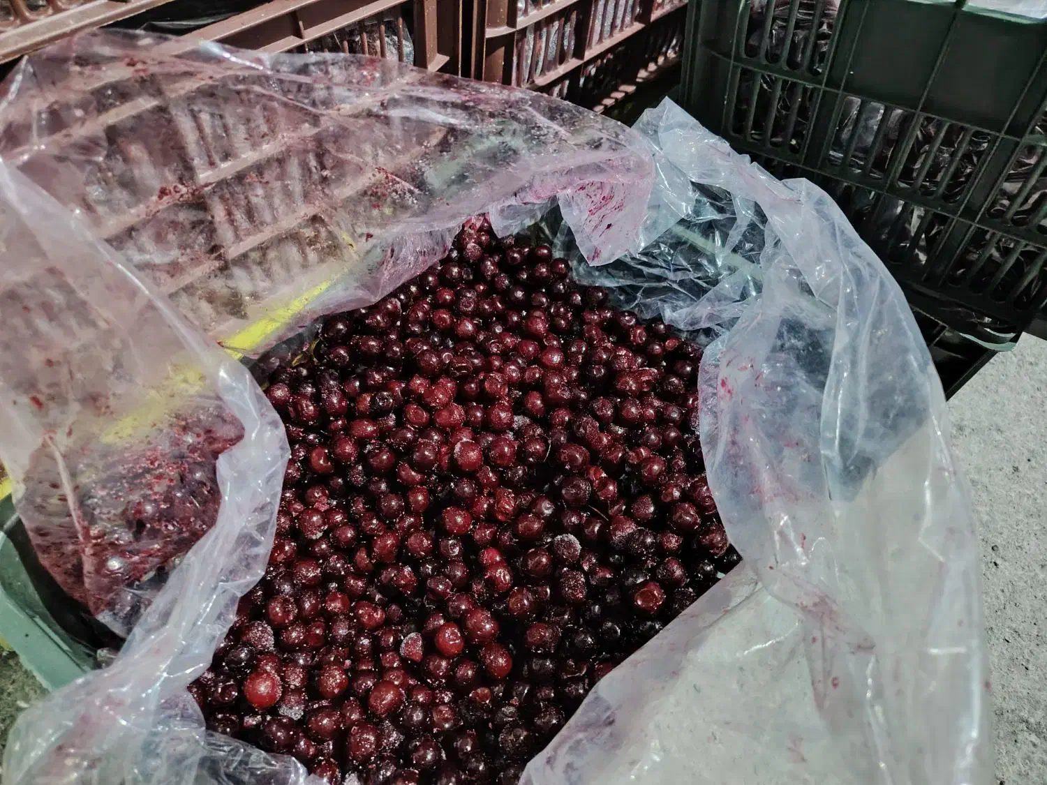 فروش آلبالو توت فرنگی و...|عمدهفروشی|تهران, ترمینال غرب|دیوار