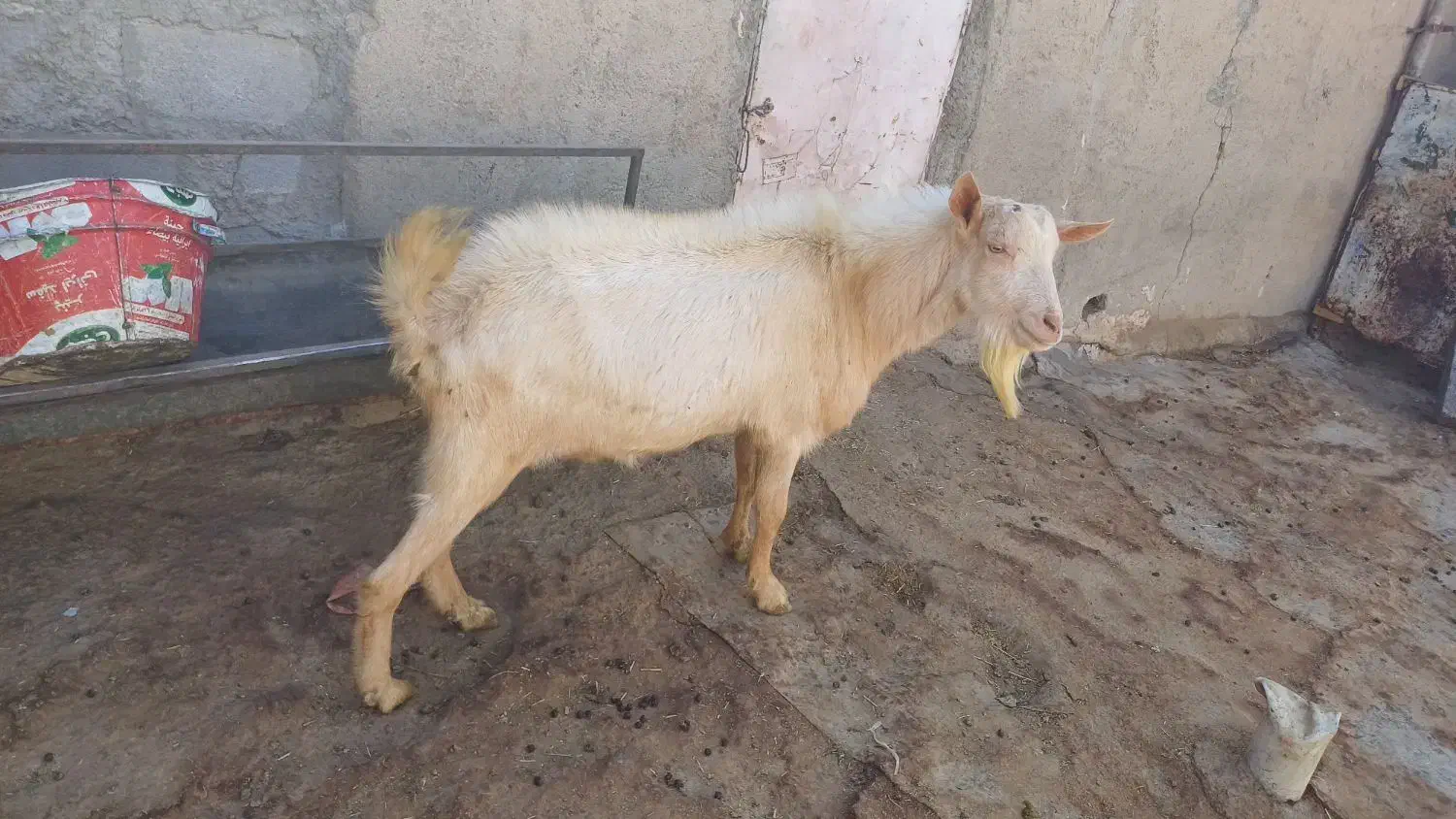 نربز سانن|حیوانات مزرعه|بلبان آباد, |دیوار