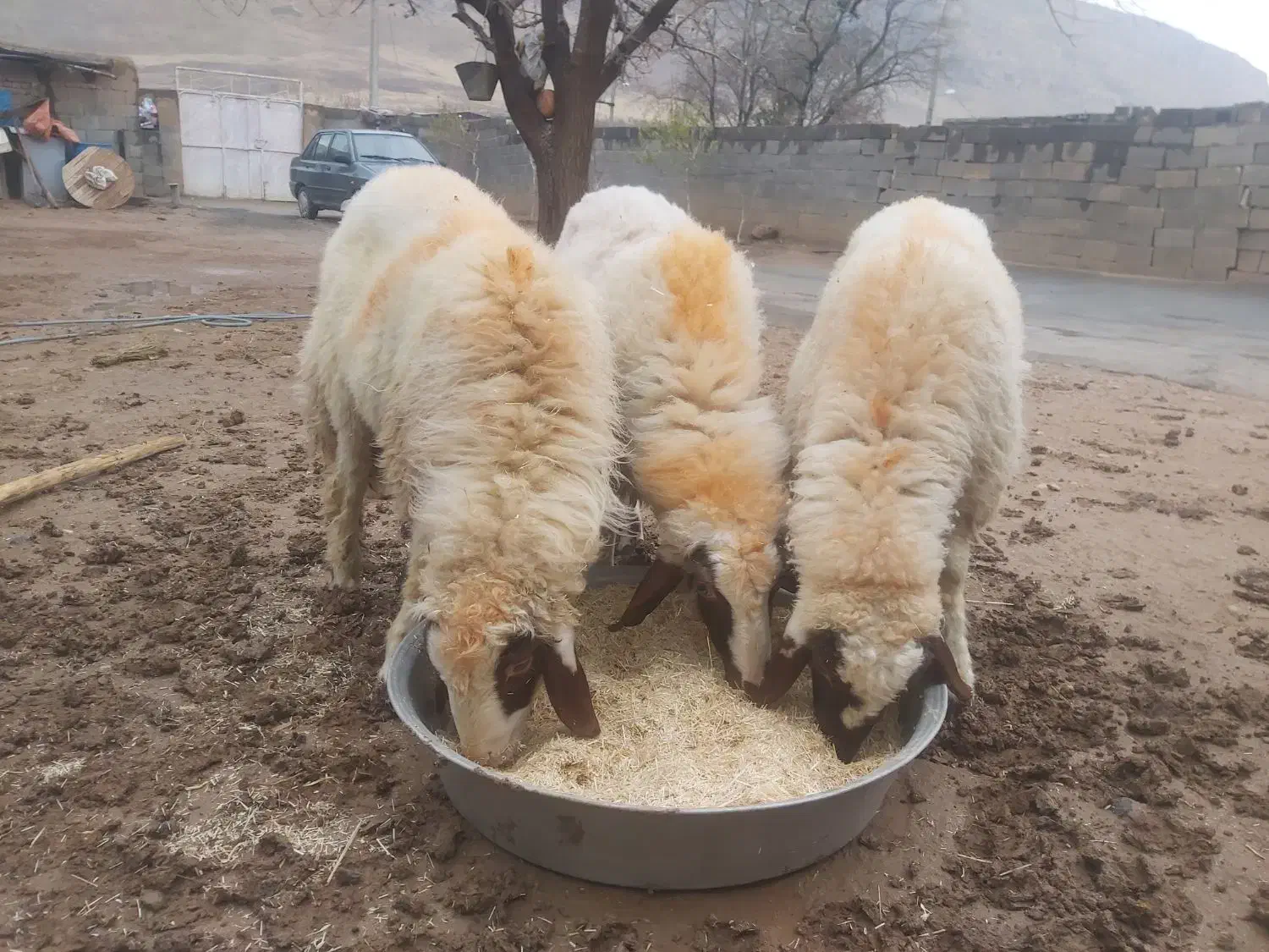 قوچ اصیل سنجابی|حیوانات مزرعه|روانسر, |دیوار