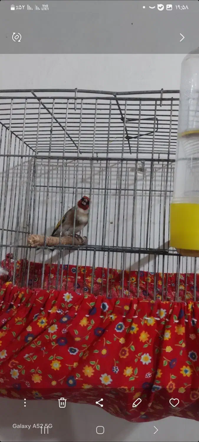 سهره|پرنده|مراغه, |دیوار