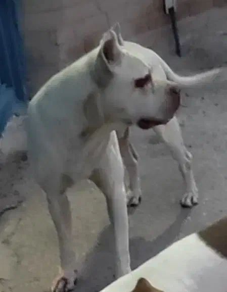 پیتبول وارداتی جهت معاوضه|سگ|کهریزک, |دیوار