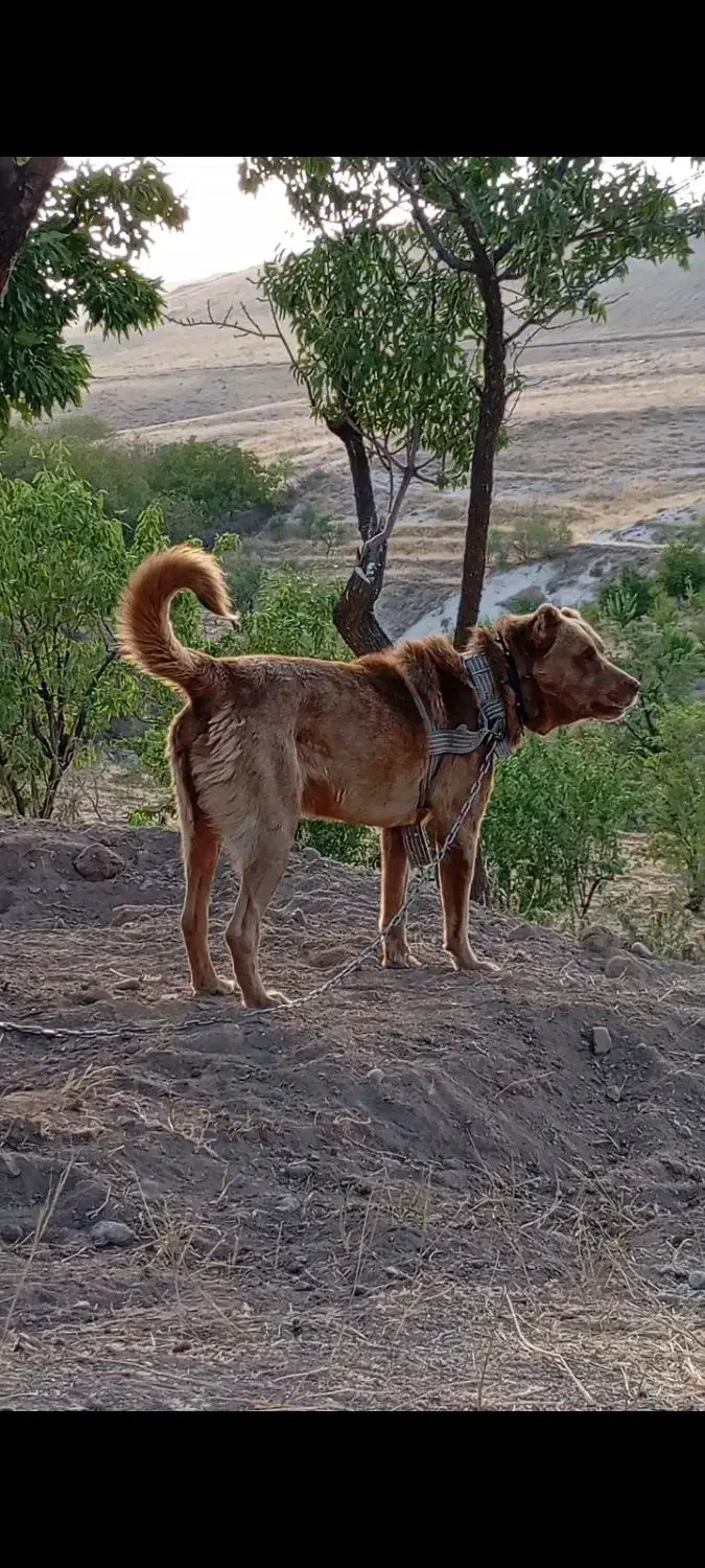 سگ نر سرابی خیلی خوش رنگ اصیل|سگ|مراغه, |دیوار