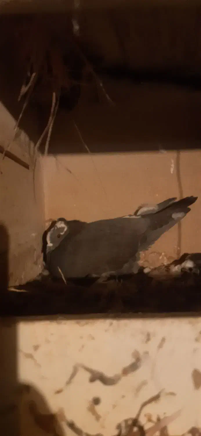 کبوتر طوقی و پلاکی...|پرنده|دهدشت, |دیوار