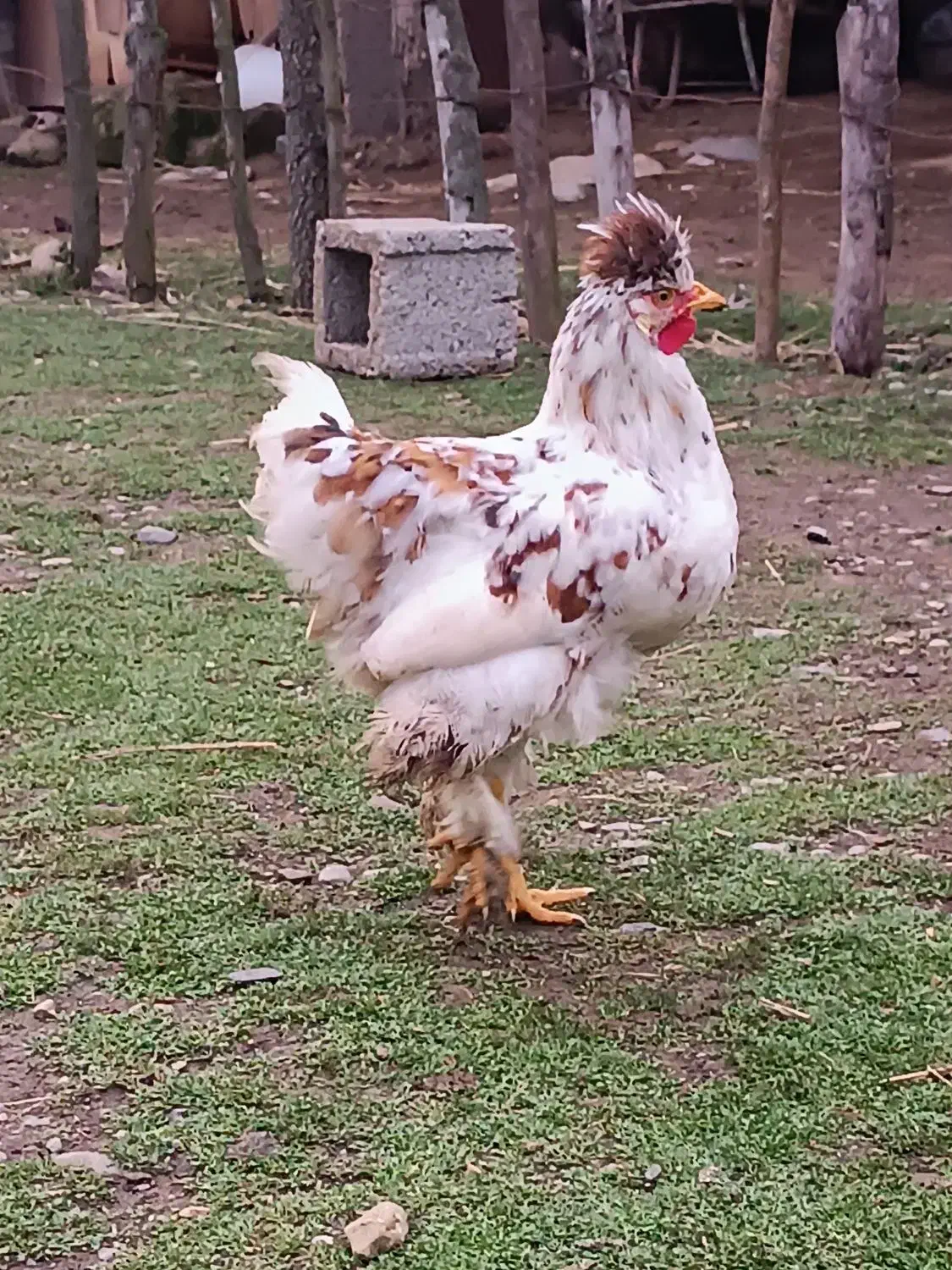 خروس کاکلی ۵ ماهه|حیوانات مزرعه|رشت, قاسمیه|دیوار