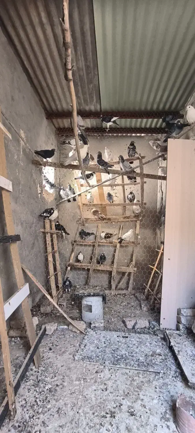 کبوتر زاجر همه رنگ حدود 80عدد|پرنده|میبد, |دیوار