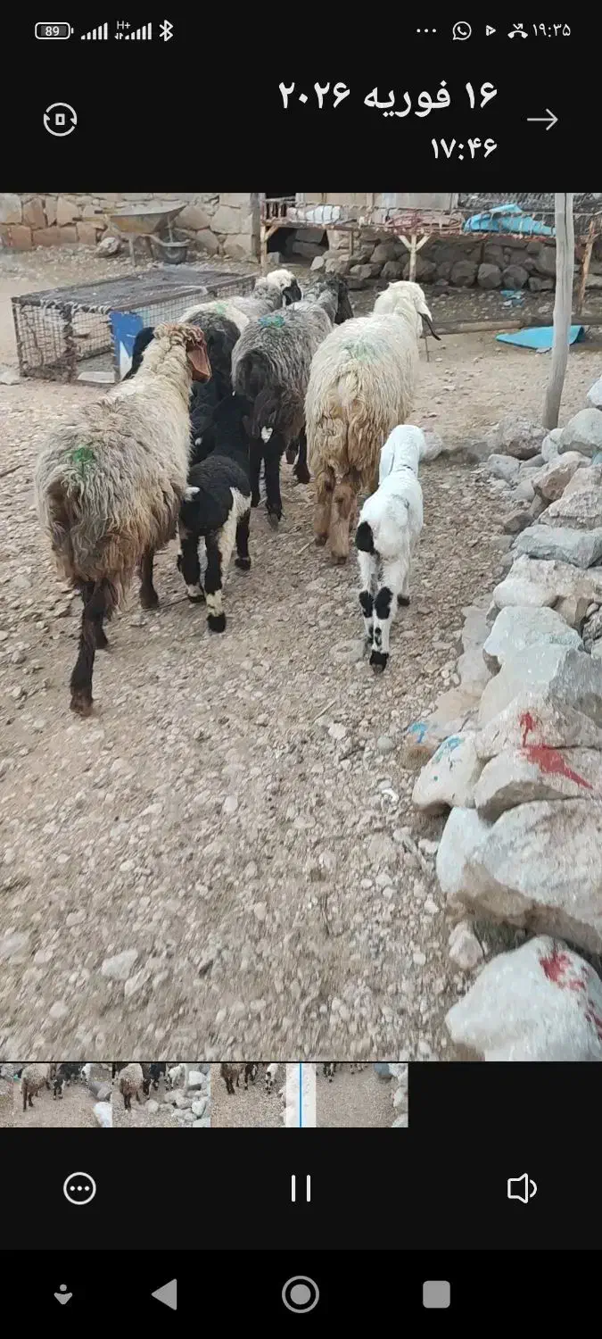 میش داشتی|حیوانات مزرعه|دهدشت, |دیوار